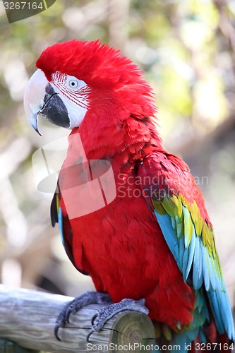 Image of Parrot in closeup