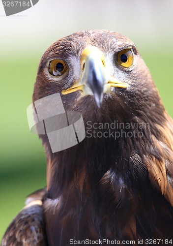 Image of Portrait of an golden eagle