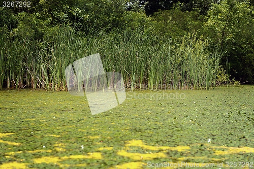 Image of Fresh green plants outdoors 