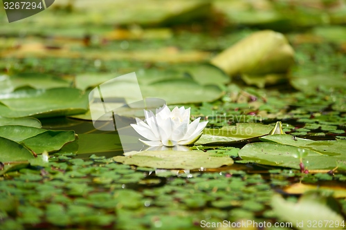 Image of Water lily in the lake