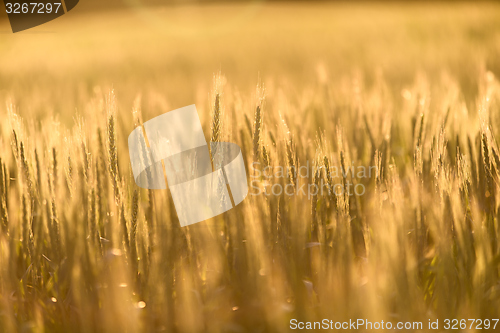 Image of Closeup photo of some fresh wheat
