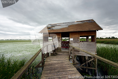 Image of Wooden path trough the reed