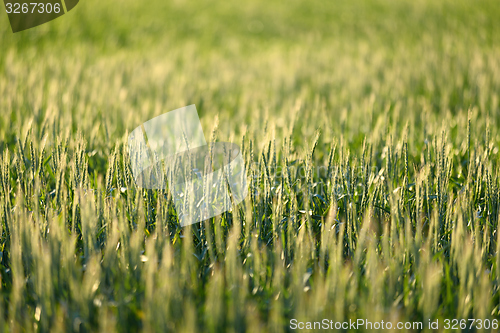 Image of Closeup photo of some fresh wheat