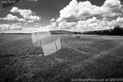 Image of Hay bails on the field