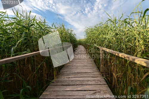 Image of Wooden path trough the reed