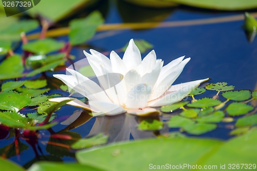 Image of Water lily in the lake