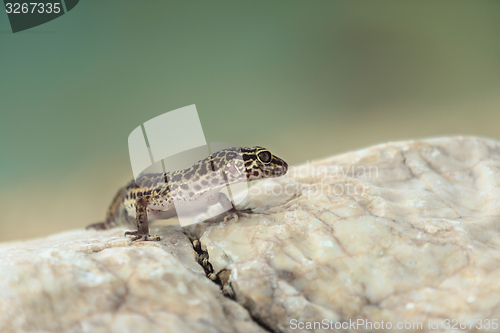 Image of Gecko lizard on rocks 