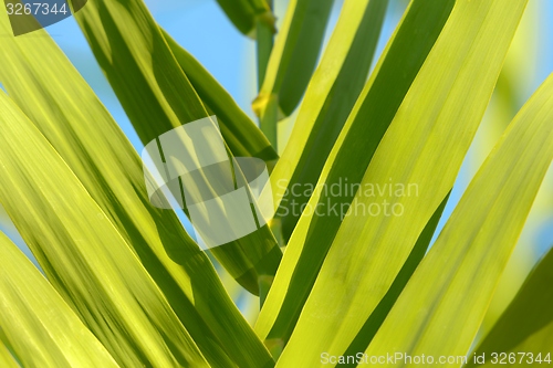 Image of Fresh green plants outdoors 