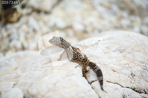 Image of Gecko lizard on rocks 