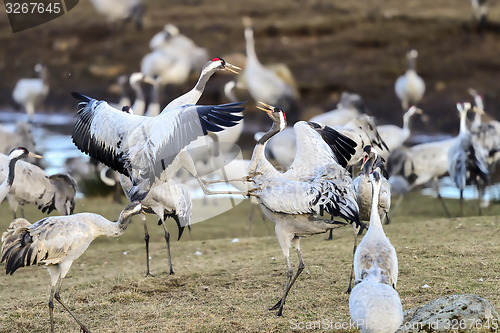 Image of eurasian crane