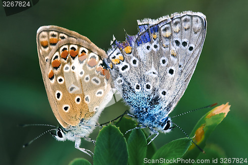 Image of butterfly love