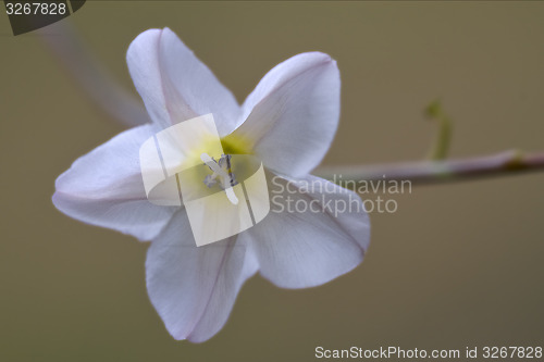 Image of white silene alba