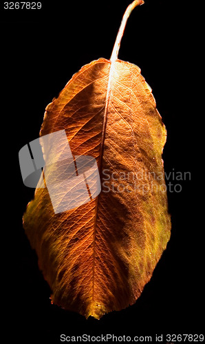 Image of autumn and the leaf