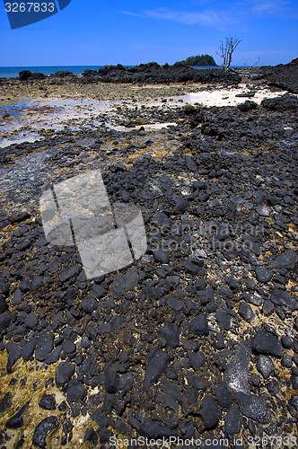 Image of tree in the beach