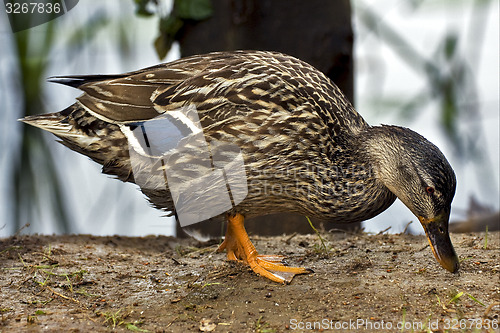 Image of a duck eating in the earth