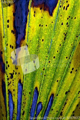 Image of a leaf in bahamas