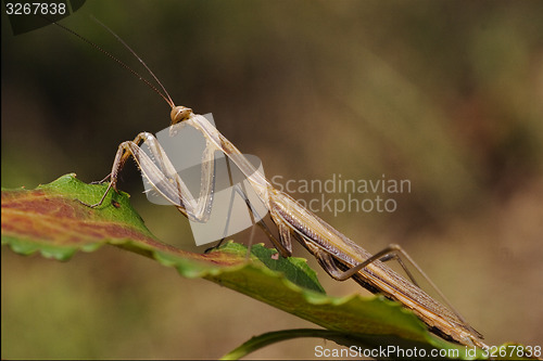 Image of a mantis religiosa