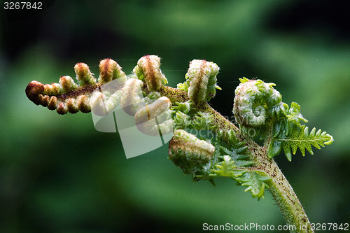 Image of fern to left