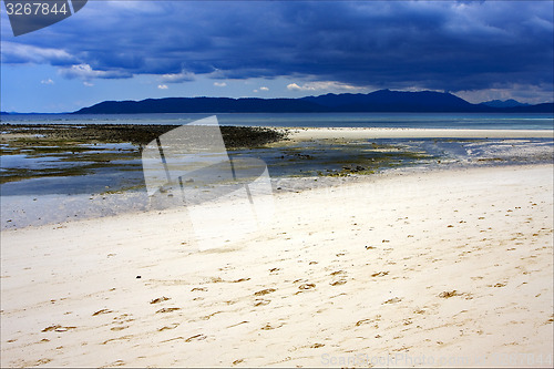 Image of seaweed in the coast