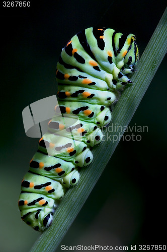 Image of bruco di Papilionidae