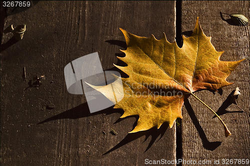 Image of a leaf in autumn in the wood