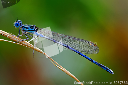 Image of blue Coenagrionidae