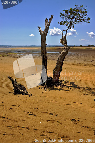 Image of lokobe tree in madagascar