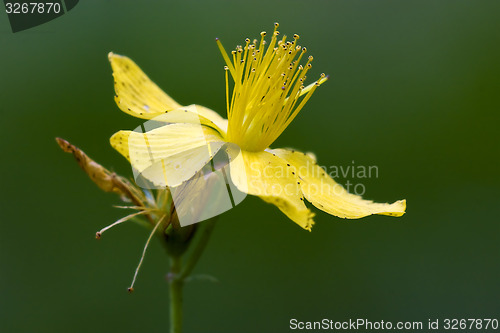 Image of yellow flower