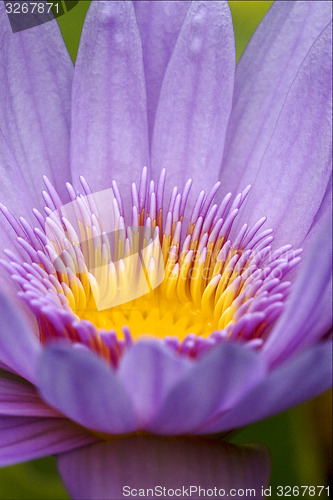 Image of a flower in mauritius