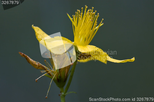 Image of  hypericum  in the grey