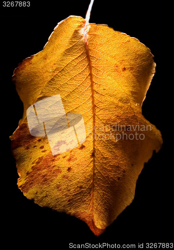 Image of leaf in autumn