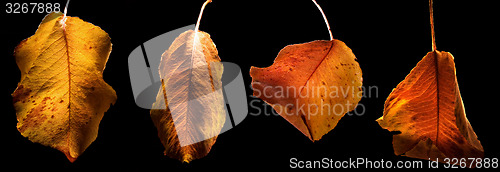 Image of leafs and colors in autumn