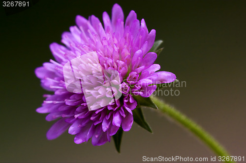 Image of violet mentha in the black