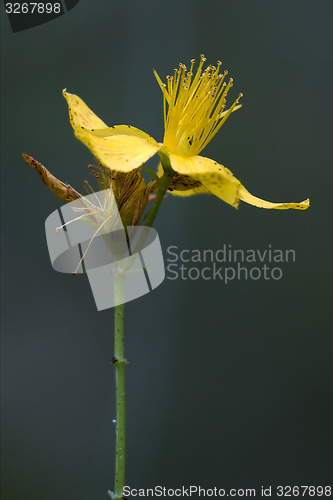 Image of dark of hypericum 