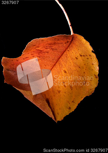 Image of leaf and colors in autumn