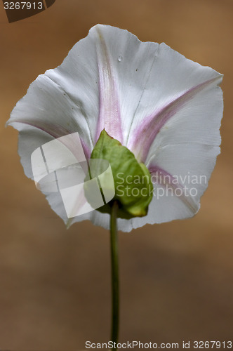 Image of  rear white silene alba 