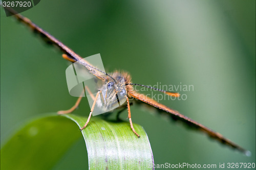 Image of in front of a butterly