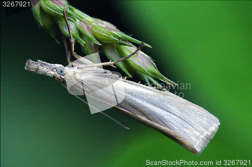 Image of little white in the green