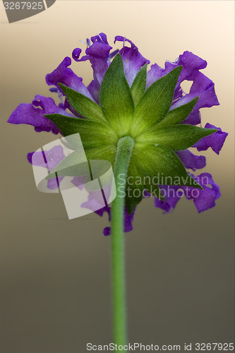 Image of rear of a violet flower in the grey