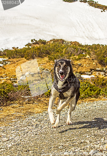 Image of Alaska husky 