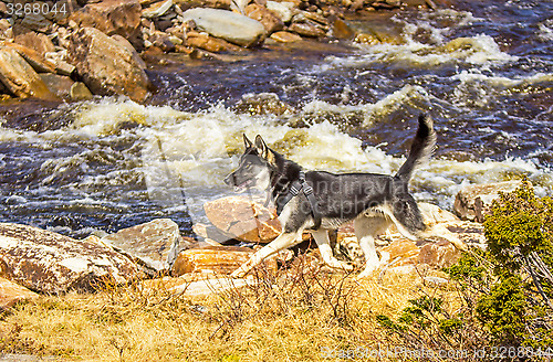 Image of Alaska husky by a river