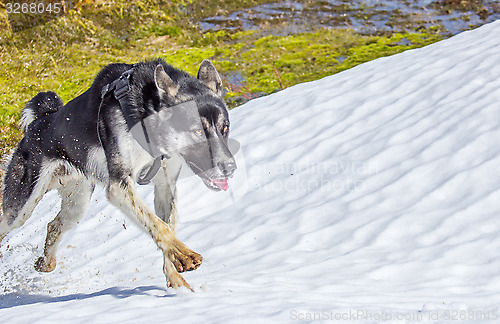 Image of Alaska husky 