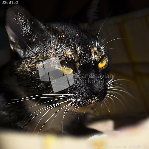 Image of Portrait of cat with yellow eyes