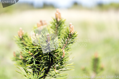 Image of Pine tree buds in summer