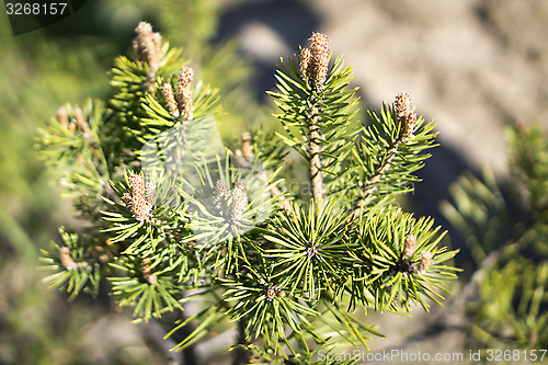 Image of Young pine tree blossoms