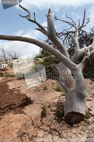 Image of Fallen trees after fire