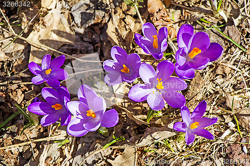 Image of Crocuses in the spring