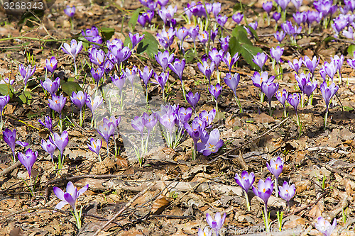 Image of Crocuses in the spring