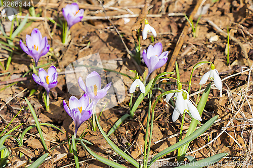 Image of Snowdrop and Crocuses