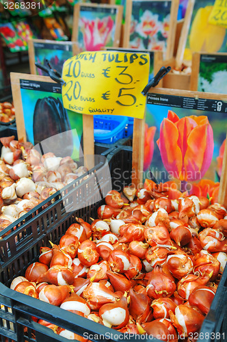 Image of Boxes with bulbs at the Floating flower market in Amsterdam